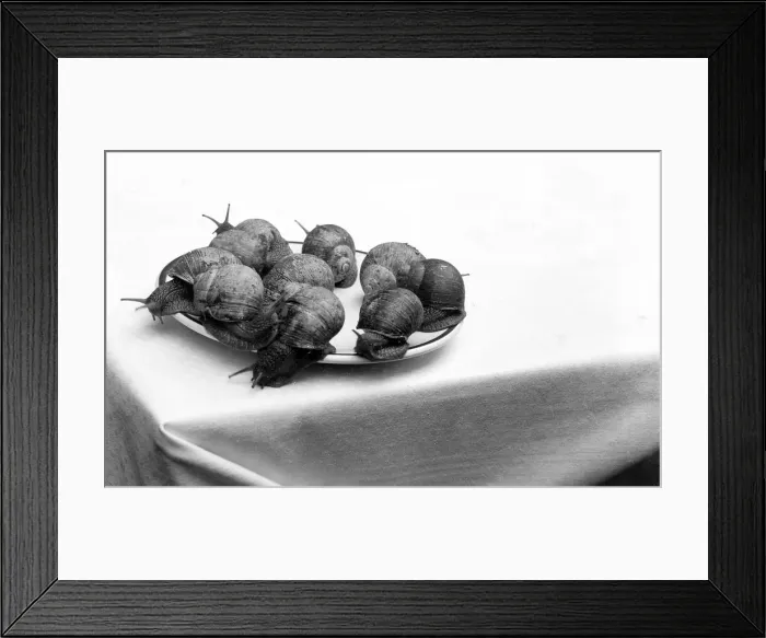 Framed Print : A Plate of Snails Framed Print : A Plate of Snails