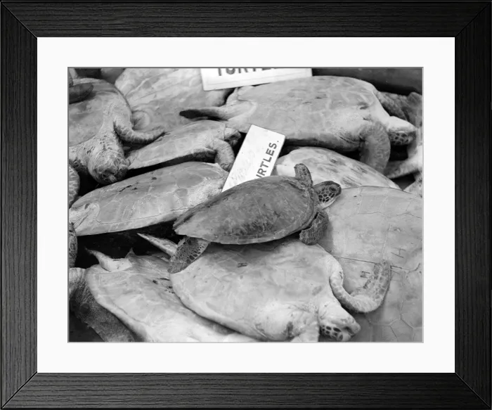 Framed Print : Turtles for Soup Framed Print : Turtles for Soup