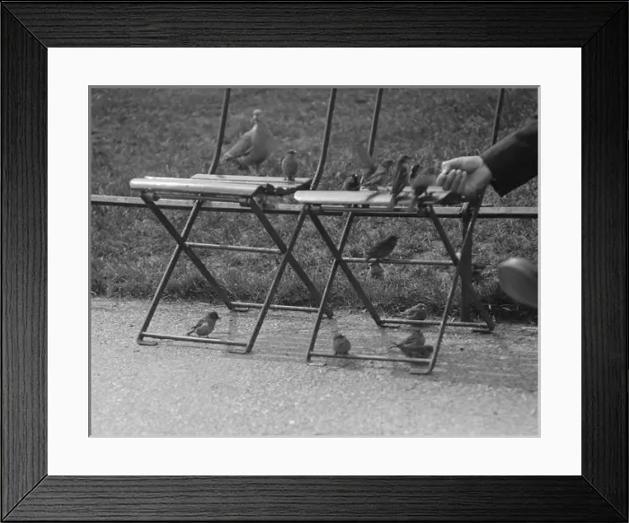 Framed Print : Sparrows in London Framed Print : Sparrows in London