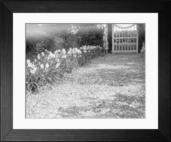 Framed Print : A Row of Daffodils Framed Print : A Row of Daffodils