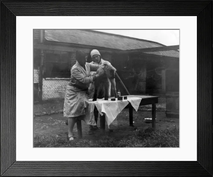 Framed Print : Grooming a Terrier Framed Print : Grooming a Terrier