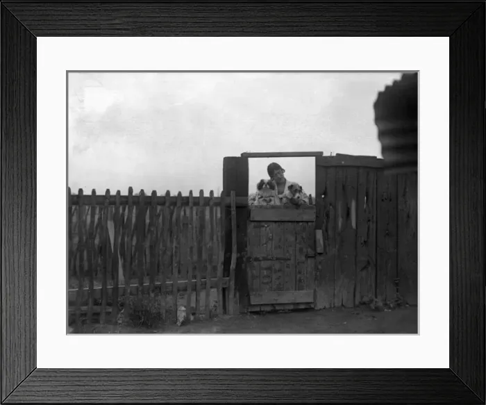 Framed Print : Dogs at a Dog Hotel Framed Print : Dogs at a Dog Hotel