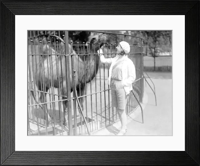 Framed Print : Stroking a Camel Framed Print : Stroking a Camel