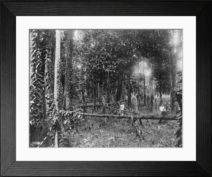 Framed Print : Vanilla Vines Framed Print : Vanilla Vines