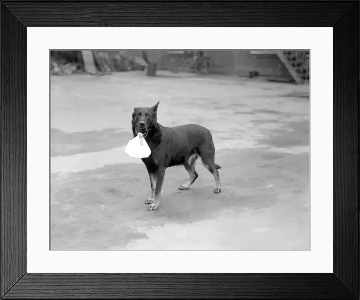 Framed Print : Dog Carrying a Bag Framed Print : Dog Carrying a Bag