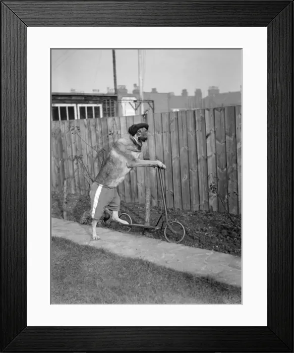 Framed Print : Dog on a Scooter Framed Print : Dog on a Scooter