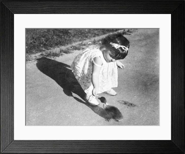 Framed Print : Feeding a Duckling Framed Print : Feeding a Duckling