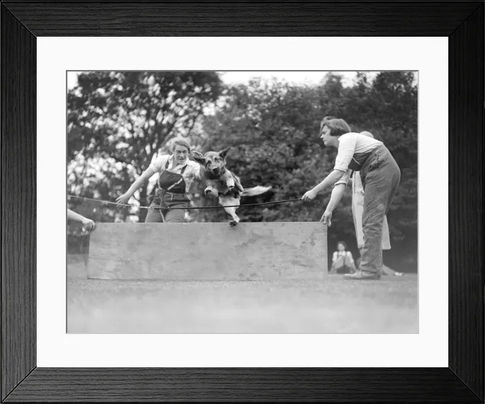 Framed Print : Training German Shepherd Framed Print : Training German Shepherd