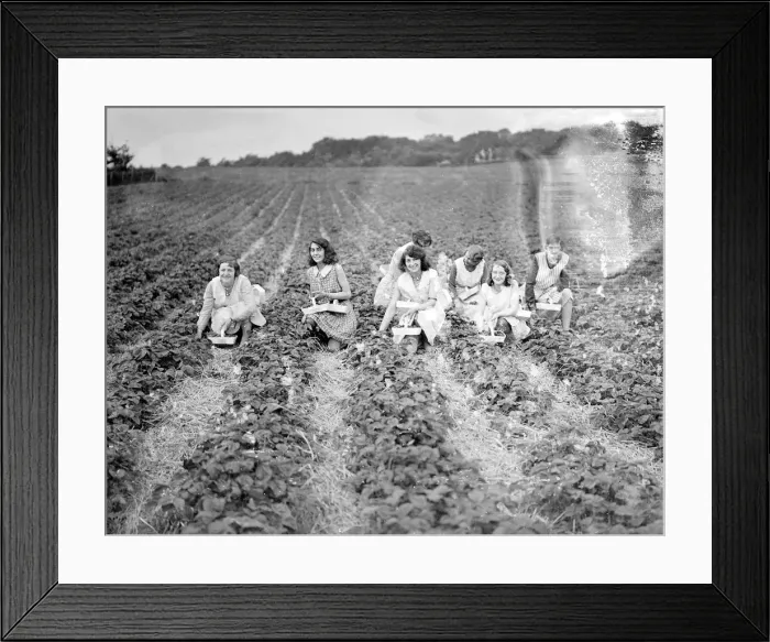 Framed Print : Strawberry Pickers Framed Print : Strawberry Pickers