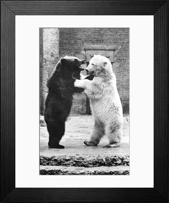 Framed Print : DANCING BEARS AT ZOO Framed Print : DANCING BEARS AT ZOO