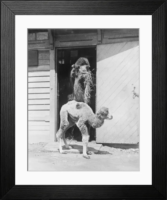 Framed Print : Baby Camel at the Zoo Framed Print : Baby Camel at the Zoo