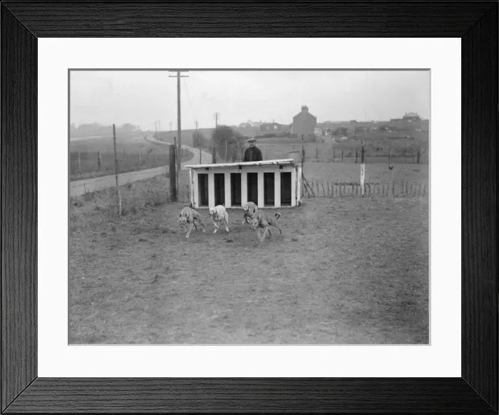 Framed Print : Greyhounds in Training Framed Print : Greyhounds in Training
