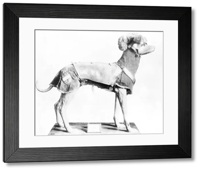 Framed Print : Stuffed Armoured Dog