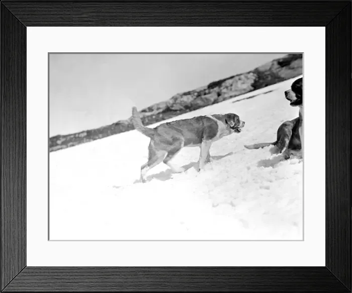 Framed Print : St. Bernard Dogs in Snow Framed Print : St. Bernard Dogs in Snow