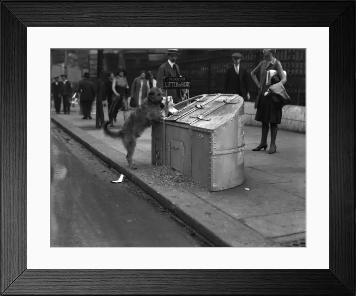 Framed Print : TIDY DOG. An exemplary dog picking up litter and depositing it into a special Framed Print : TIDY DOG. An exemplary dog picking up litter and depositing it into a special