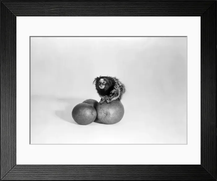 Framed Print : Lion Monkey Framed Print : Lion Monkey