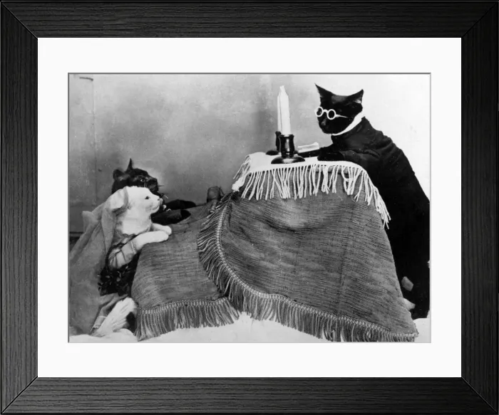 Framed Print : Cat Wedding Framed Print : Cat Wedding