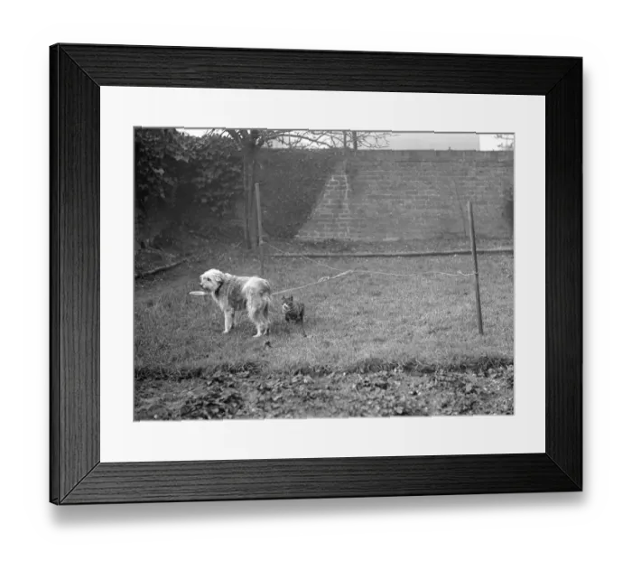 Framed Print : Dog and Cat in a Garden Framed Print : Dog and Cat in a Garden