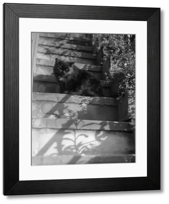 Framed Print : Cat on the Steps Framed Print : Cat on the Steps