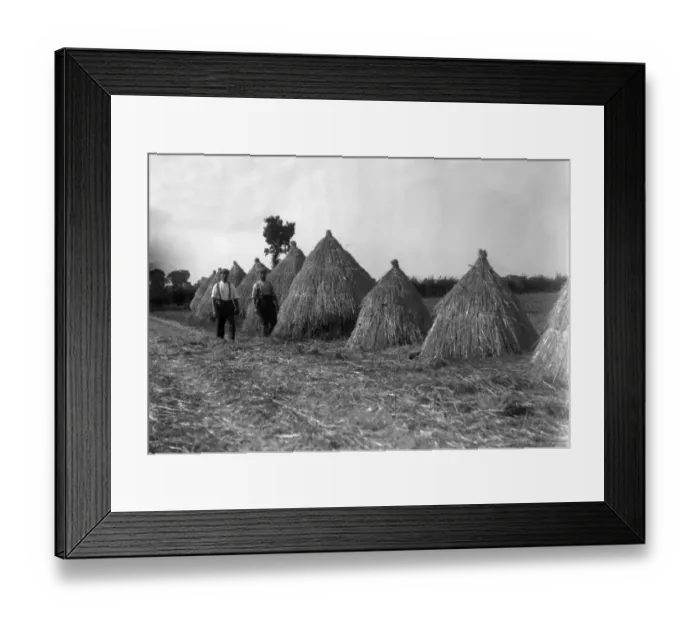 Framed Print : Flax Stacks Framed Print : Flax Stacks