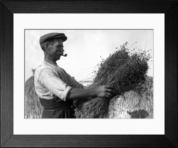 Framed Print : Harvesting Flax 1930S Framed Print : Harvesting Flax 1930S