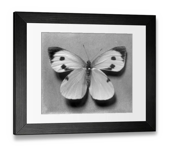 Framed Print : Silk Butterfly Framed Print : Silk Butterfly
