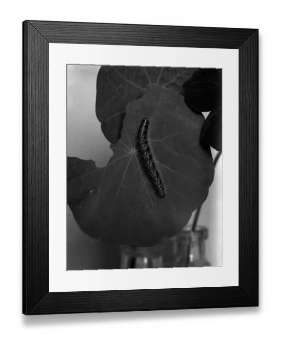 Framed Print : Silkworm Caterpillar Framed Print : Silkworm Caterpillar