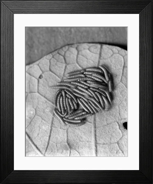 Framed Print : Silkworm Caterpillar Framed Print : Silkworm Caterpillar