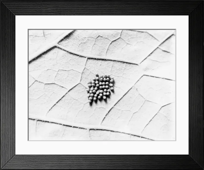 Framed Print : Silkworm Eggs Framed Print : Silkworm Eggs