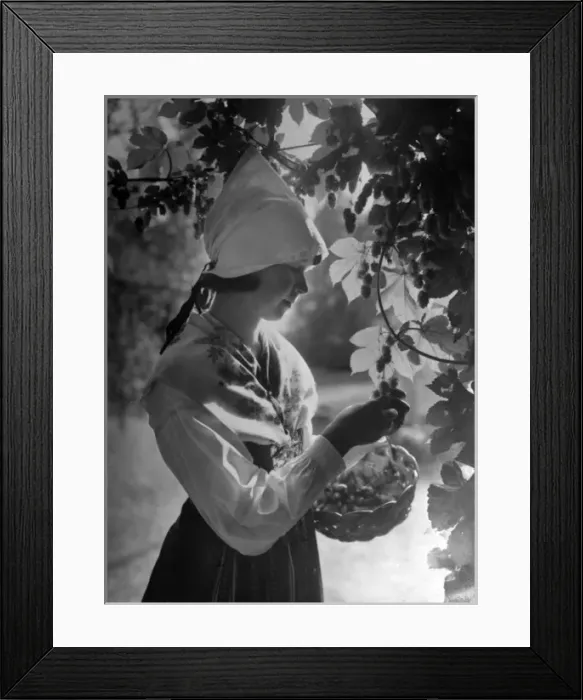 Framed Print : Model Hop Picker Framed Print : Model Hop Picker