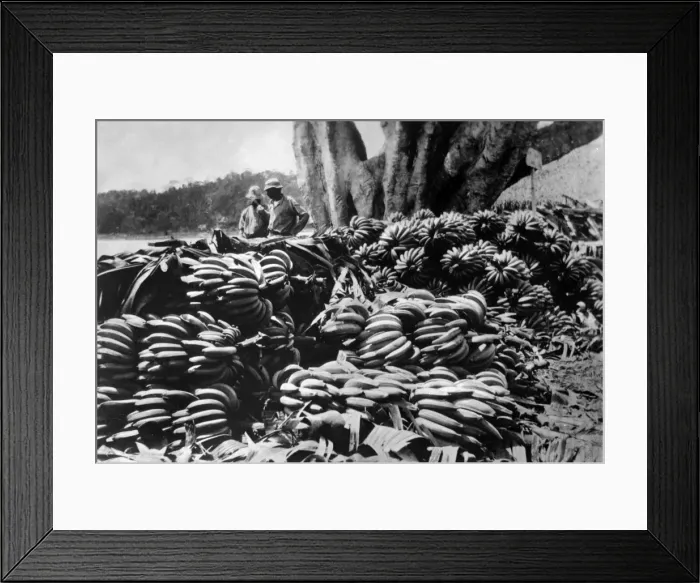 Framed Print : Bananas for Export Framed Print : Bananas for Export