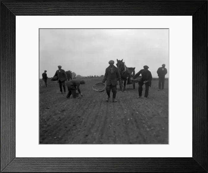 Framed Print : Planting Potatoes Framed Print : Planting Potatoes
