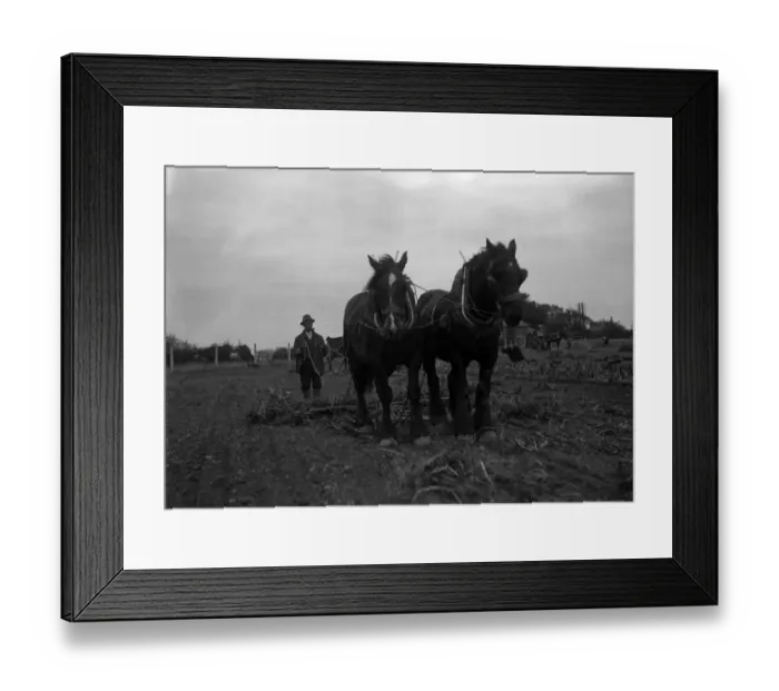 Framed Print : Harvesting Potatoes Framed Print : Harvesting Potatoes