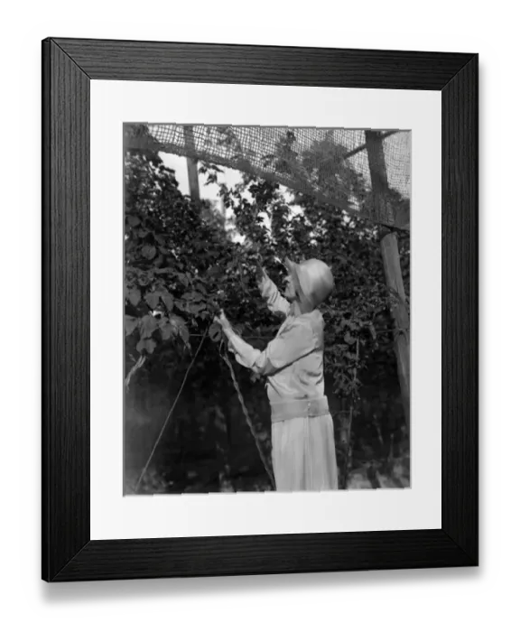 Framed Print : Hop Picking in Kent Framed Print : Hop Picking in Kent