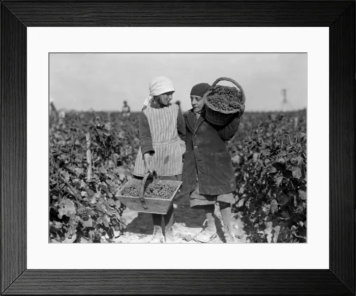 Framed Print : Grape Pickers 1930S Framed Print : Grape Pickers 1930S