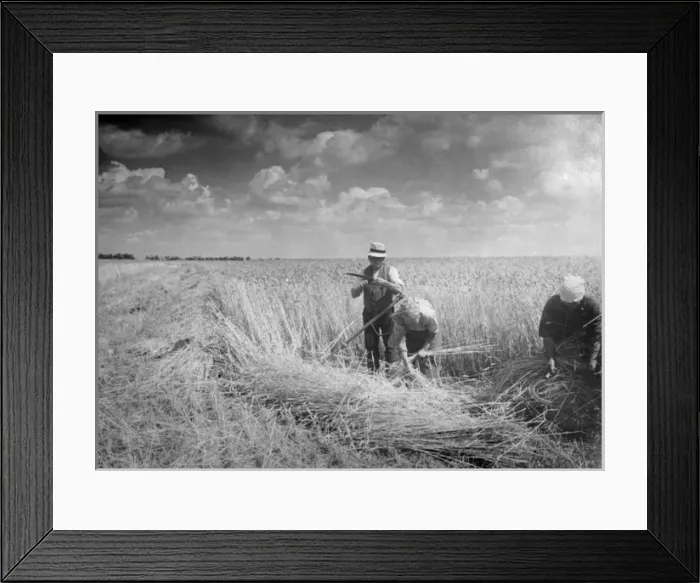 Framed Print : Harvesting 1930S Framed Print : Harvesting 1930S