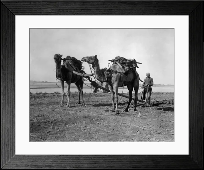 Framed Print : Egyptian Farming 1930S Framed Print : Egyptian Farming 1930S