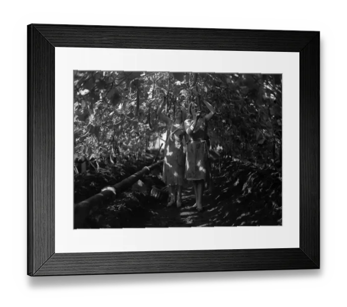Framed Print : Harvesting Cucumbers Framed Print : Harvesting Cucumbers