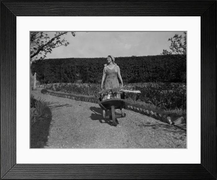Framed Print : Cucumber Wheelbarrow Framed Print : Cucumber Wheelbarrow