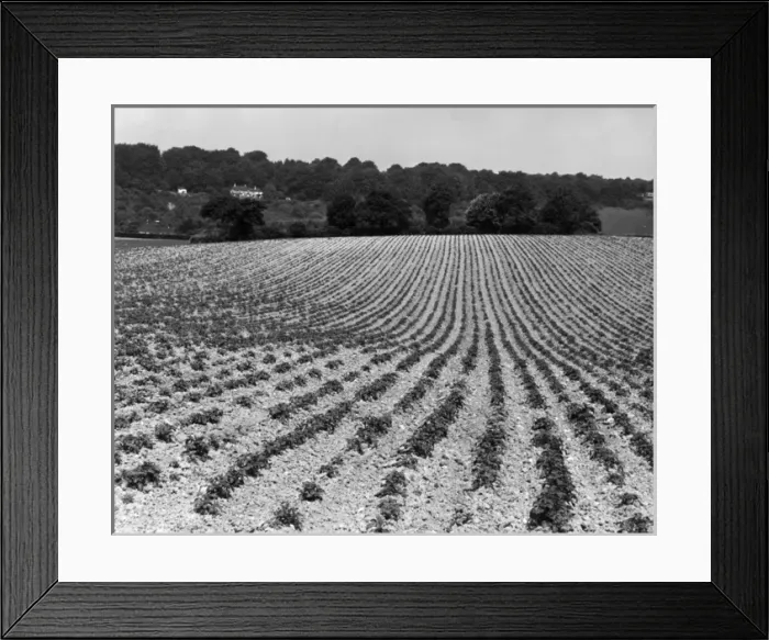 Framed Print : Field of Crops Framed Print : Field of Crops