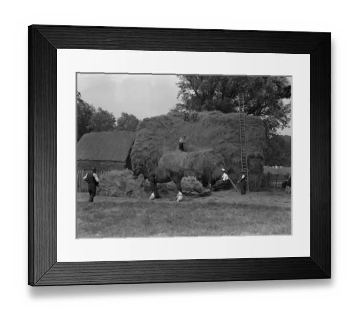 Framed Print : Haymaking 1930S Framed Print : Haymaking 1930S