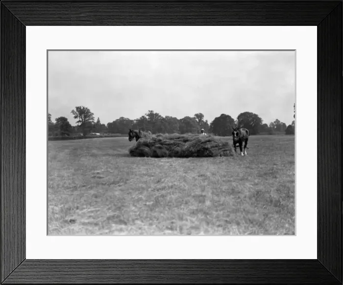 Framed Print : Gathering Hay 1930S Framed Print : Gathering Hay 1930S