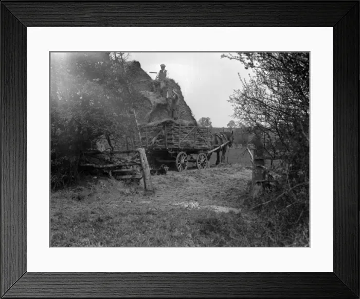 Framed Print : Haymaking 1930S Framed Print : Haymaking 1930S