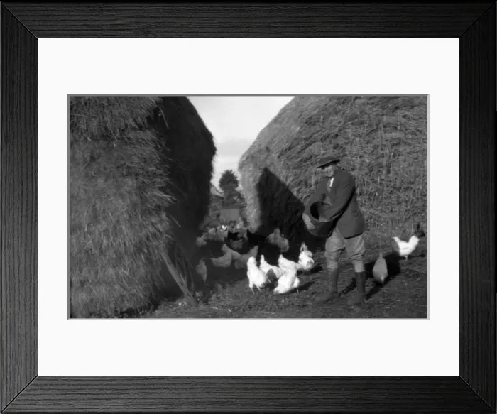 Framed Print : Feeding Poultry 1930S Framed Print : Feeding Poultry 1930S
