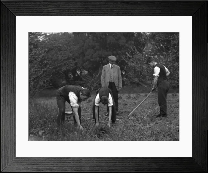Framed Print : Fruit Pickers Framed Print : Fruit Pickers