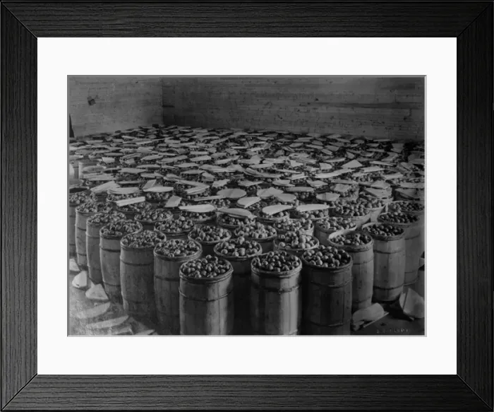 Framed Print : Nova Scotia Apples Framed Print : Nova Scotia Apples