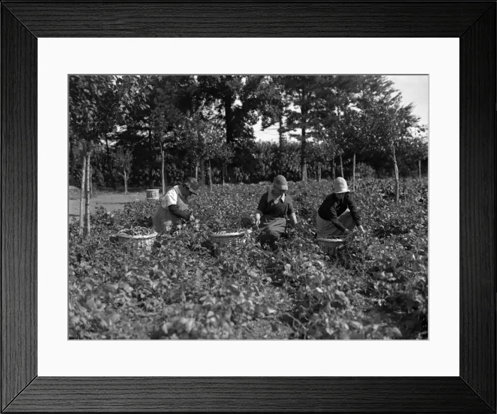 Framed Print : Potato Pickers 1930S Framed Print : Potato Pickers 1930S