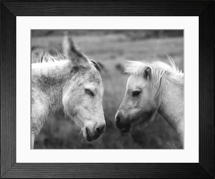 Framed Print : DONKEYS. A pair of donkeys. Date: late 1960s Framed Print : DONKEYS. A pair of donkeys. Date: late 1960s