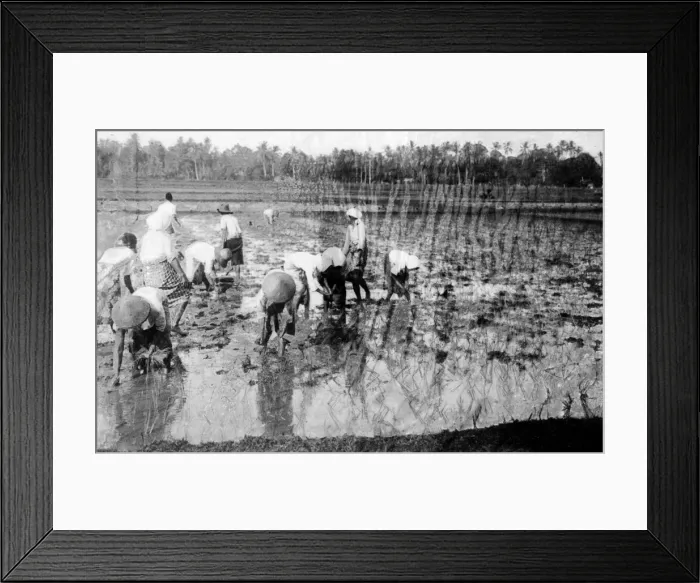 Framed Print : Javanese Rice Fields Framed Print : Javanese Rice Fields