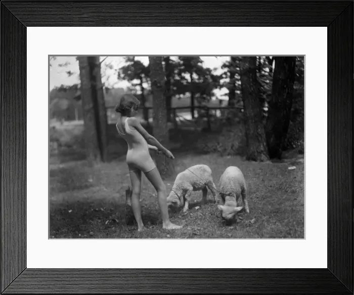 Framed Print : Lambs on Leads Framed Print : Lambs on Leads